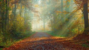 Forest in Autumn